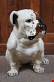  مجسمه دکوری سگ آنتیک قدیمی Englische Bulldogge Chalkware Skulptur  Skulptur Statue in Lebensgröße Marwal 1960er Jahre