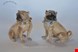 مجسمه دکوری چینی سگ آنتیک قدیمی درسدن آلمان Deutsches Paar Dresdner Bulldogge Porzellanfiguren männliche und weibliche
